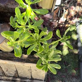 Photo of the plant species beach cabbage by @DynamicMystax69 named Dino on Greg, the plant care app