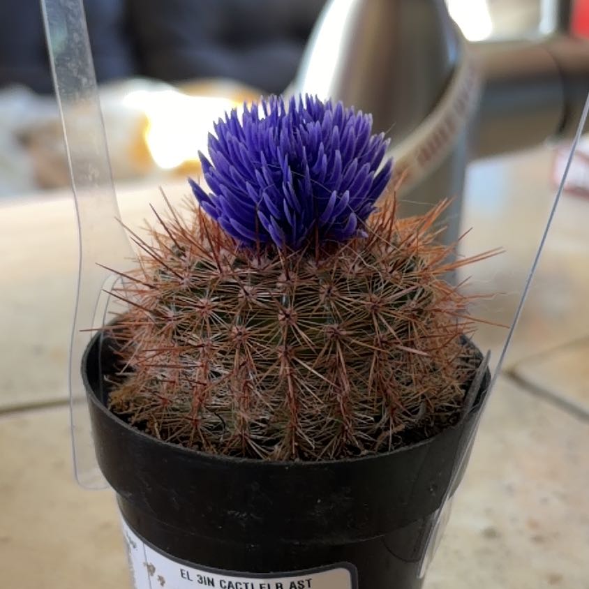 Photo of the plant species Cactus by @PrincelyChia36 named Zeus on Greg, the plant care app