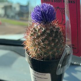 Photo of the plant species Cactus by @PrincelyChia36 named Sahara on Greg, the plant care app