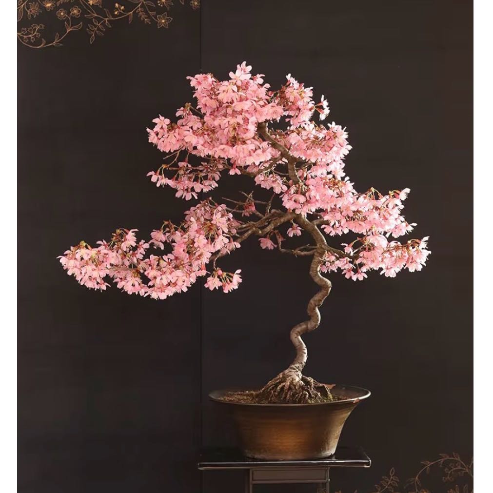 Photo of the plant species Japanese Cherry Blossom by @NewDisphyma67 named Einstein on Greg, the plant care app