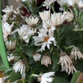 Photo of the plant species Michaelmas Daisy by @BestPeyote8 named Delilah on Greg, the plant care app