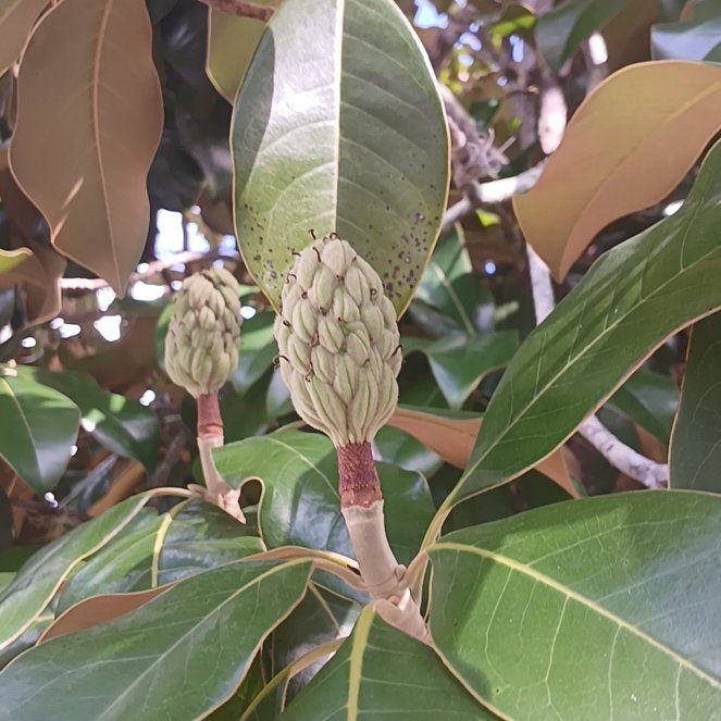 Photo of the plant species Southern Magnolia by @ChalkyGore named Harry on Greg, the plant care app