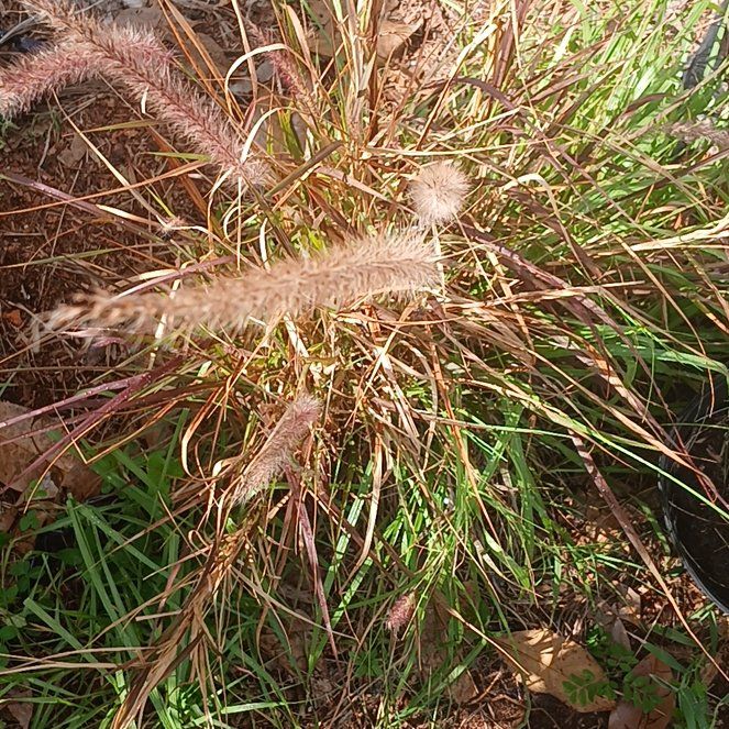 Photo of the plant species Crimson Fountaingrass by @ChalkyGore named Sanders on Greg, the plant care app