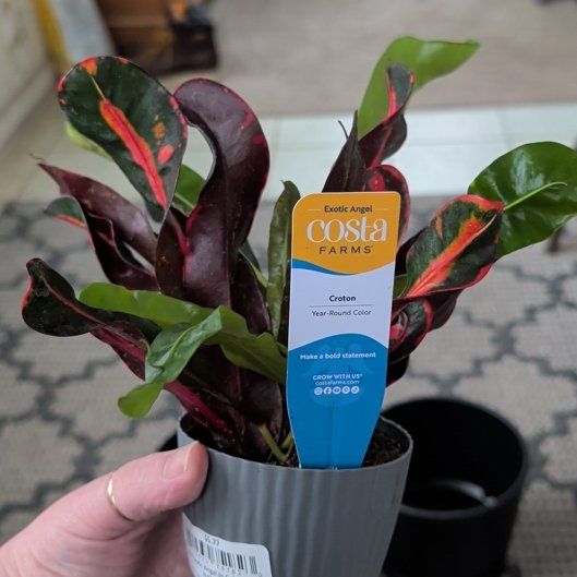 Photo of the plant species Codiaeum by @SunnyGray74 named Achilles on Greg, the plant care app