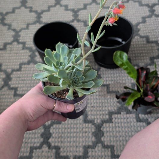 Photo of the plant species Echeveria by @SunnyGray74 named Khaleesi on Greg, the plant care app