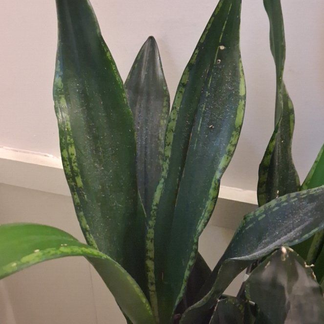 Photo of the plant species Sansevieria Black Dragon by @FabGinger14 named Maleficent on Greg, the plant care app