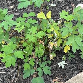 Photo of the plant species Asian Bleeding-Heart by @YeahWychelm22 named Harry on Greg, the plant care app