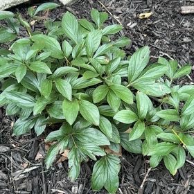 Photo of the plant species Chinese Peony by @YeahWychelm22 named Remington on Greg, the plant care app
