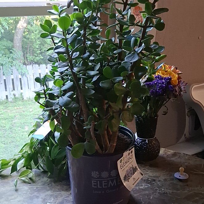 Photo of the plant species Portulcaria Mammoth by @GemGuasca3 named Mochi on Greg, the plant care app