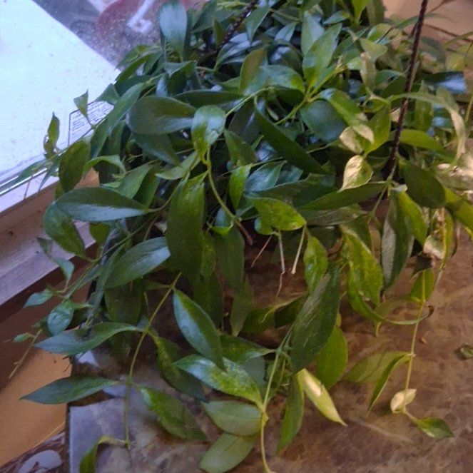 Photo of the plant species Variegated Lipstick Vine by @GemGuasca3 named Winston on Greg, the plant care app
