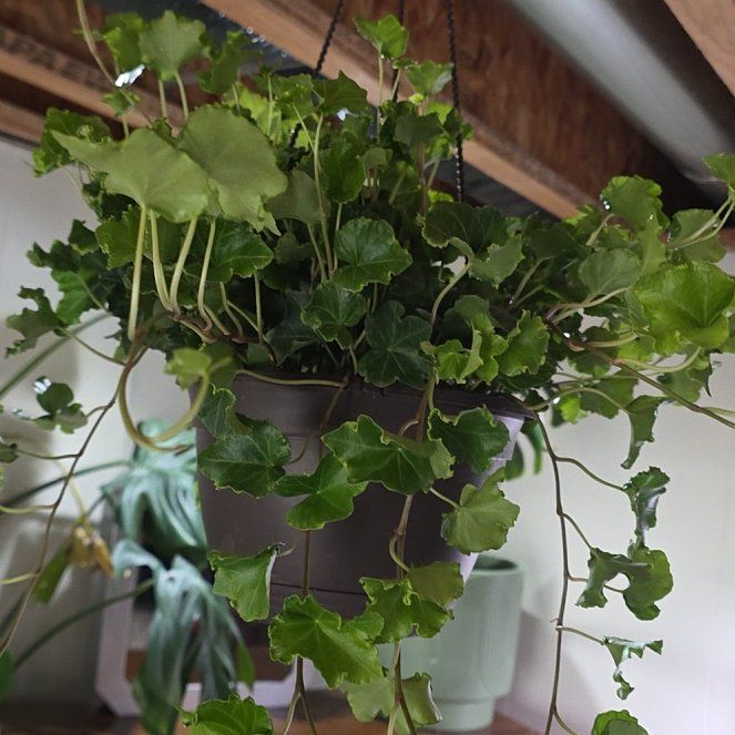 Photo of the plant species Ivy Geranium by @KnightGutweed98 named Peter Parker on Greg, the plant care app