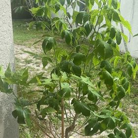 Photo of the plant species Chinese Lantern Tree by @ProfoundCoconut named Spike Leaves on Greg, the plant care app