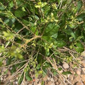 Photo of the plant species Waxleaf Privet by @PromptFrogbit67 named Rainier on Greg, the plant care app