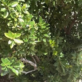 Photo of the plant species Pōhutukawa by @PromptFrogbit67 named Sanders on Greg, the plant care app