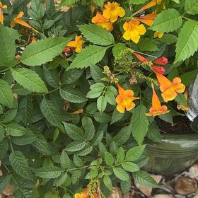 Photo of the plant species Firecracker Flower by @PromptFrogbit67 named Marley on Greg, the plant care app