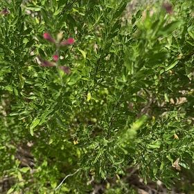 Photo of the plant species Autumn Sage by @PromptFrogbit67 named Gobi on Greg, the plant care app