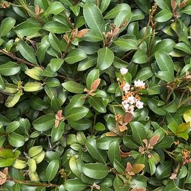 Photo of the plant species Sexton's Bride by @PromptFrogbit67 named Kobe on Greg, the plant care app
