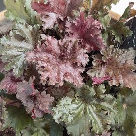 Photo of the plant species Coral Bells by @PromptFrogbit67 named Demi on Greg, the plant care app