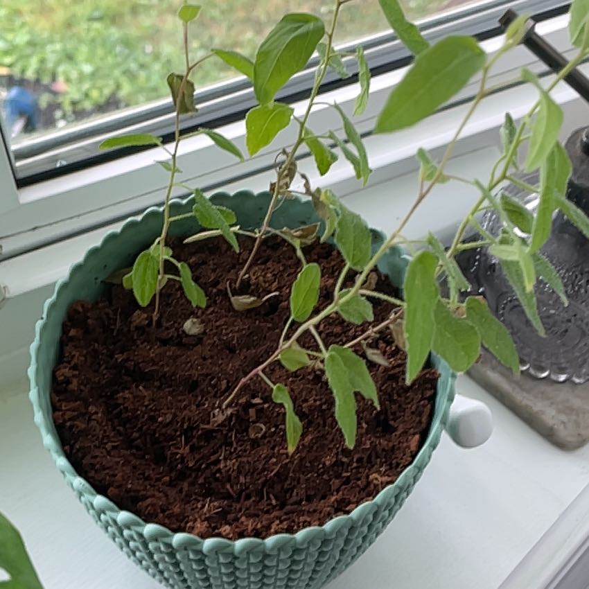 Photo of the plant species Eucalyptus by @WinJicaro69 named Elle on Greg, the plant care app