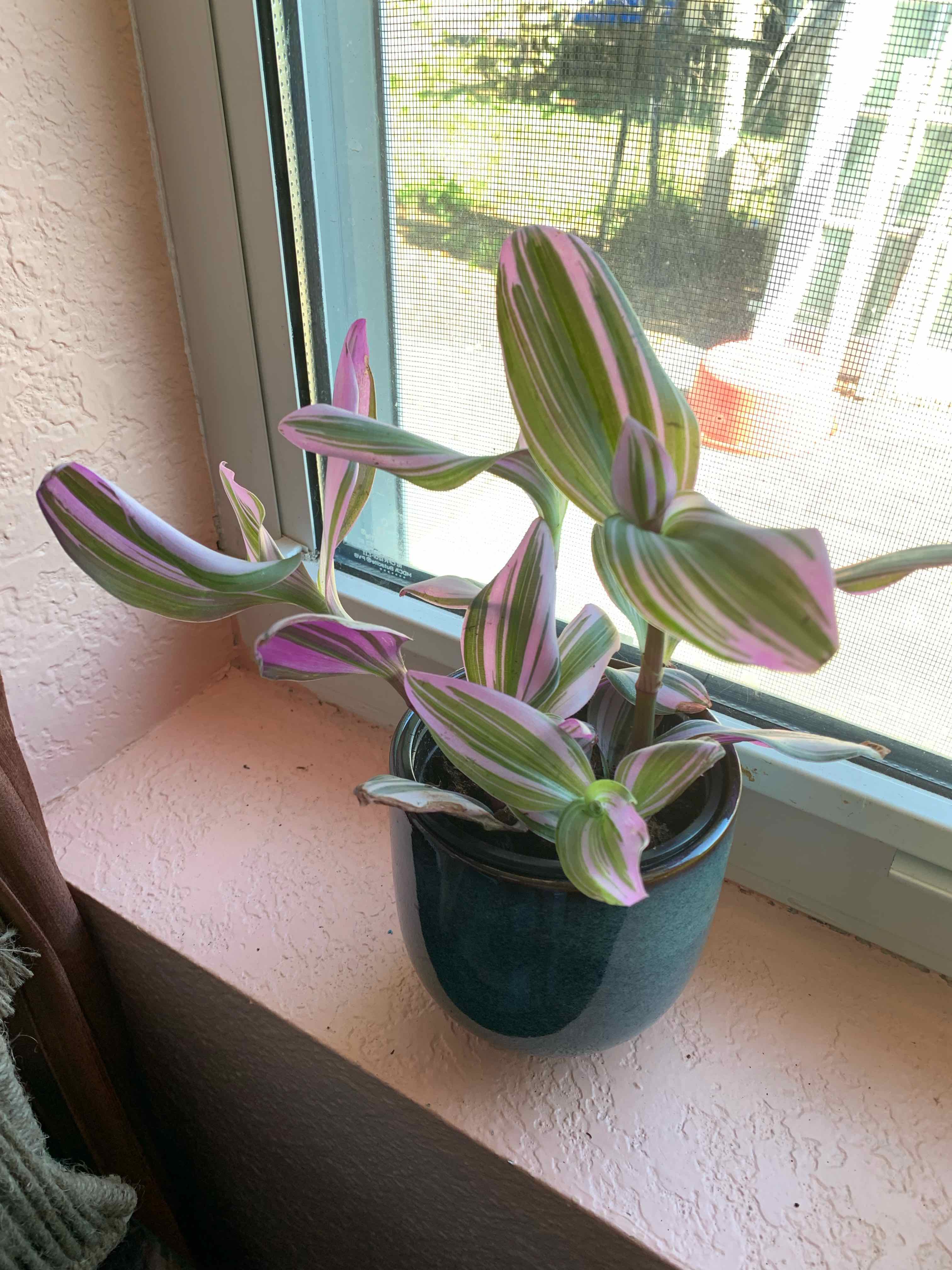 Tradescantia Bubblegum plant with vibrant green and pink variegated leaves on a windowsill.