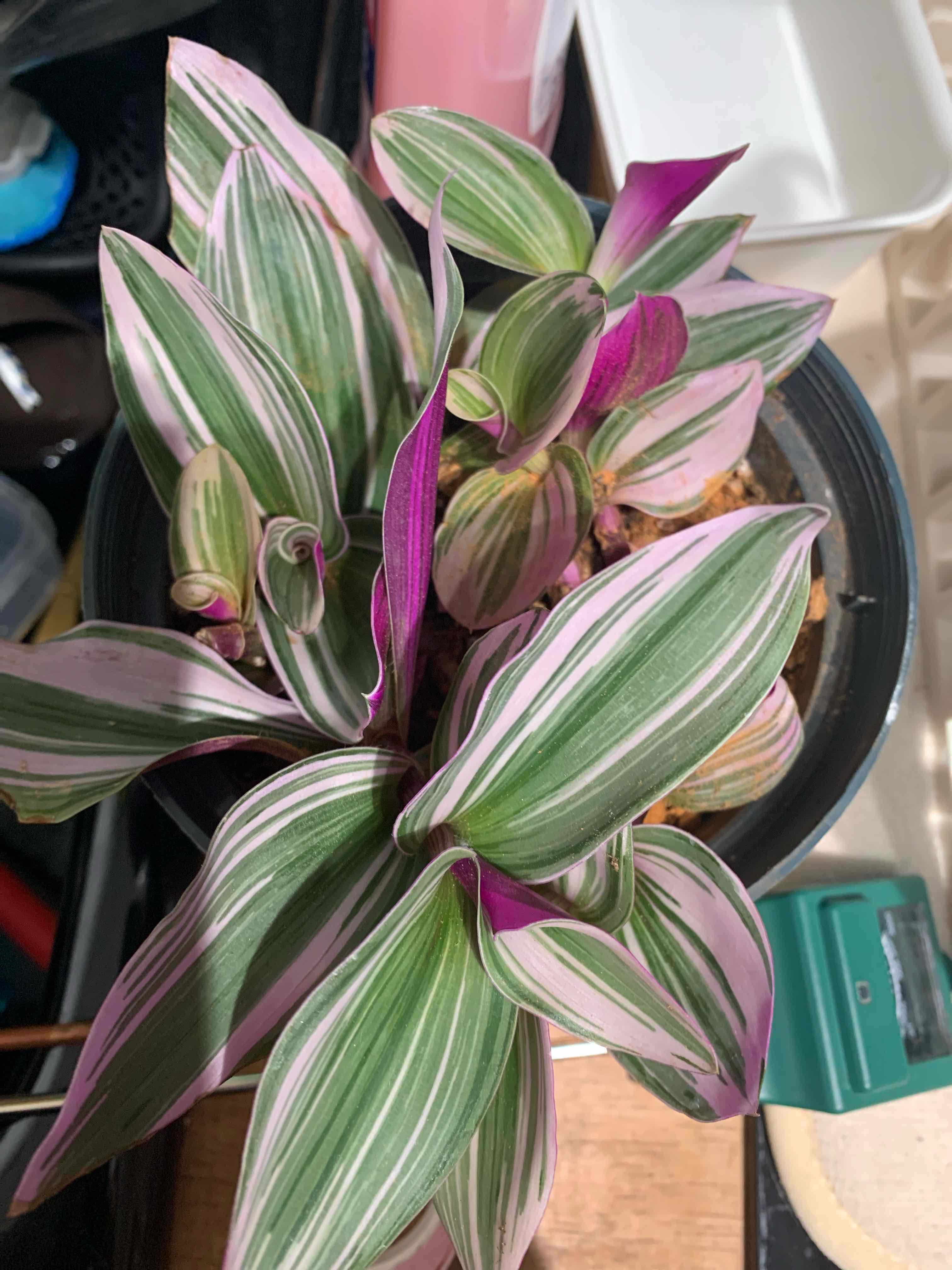 Tradescantia Bubblegum plant with vibrant pink and green variegated leaves in a pot.