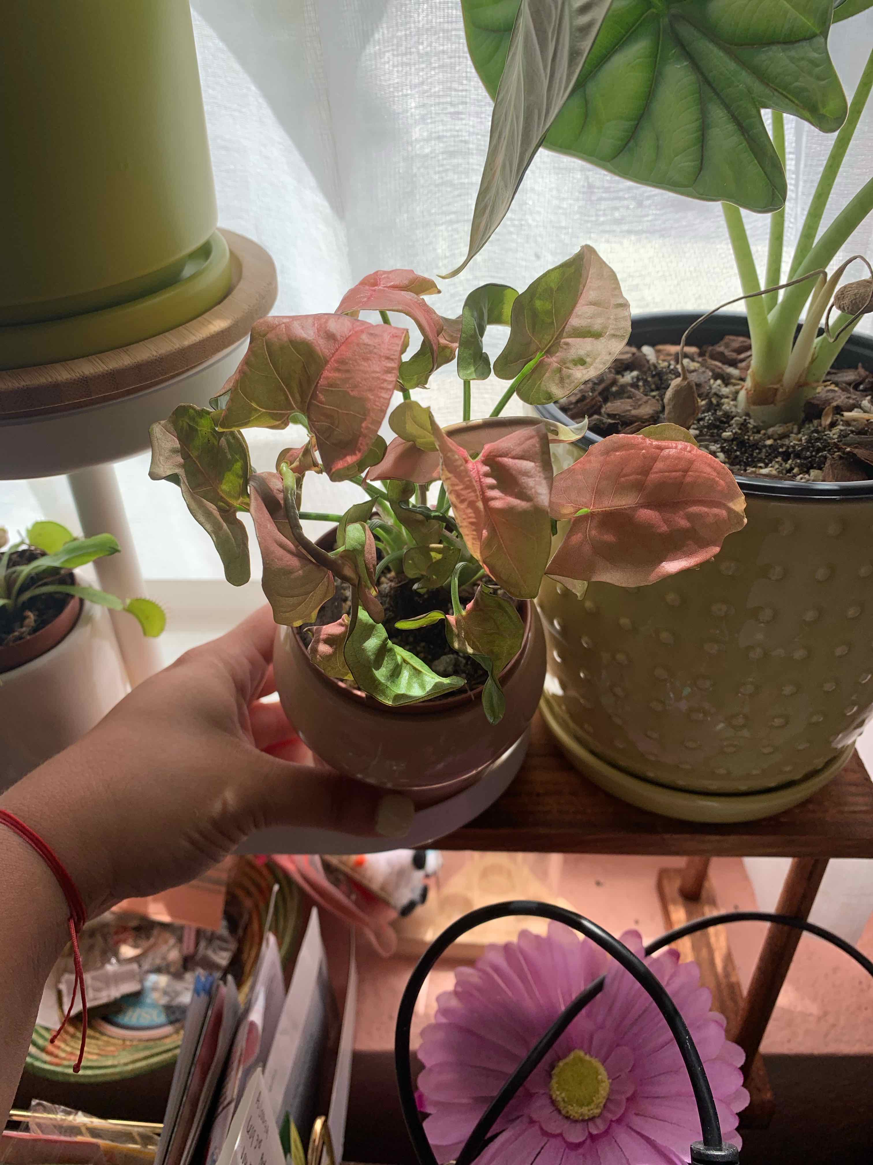 Pink Arrowhead Vine plant in a small pot, held by a hand, with other plants on a shelf.