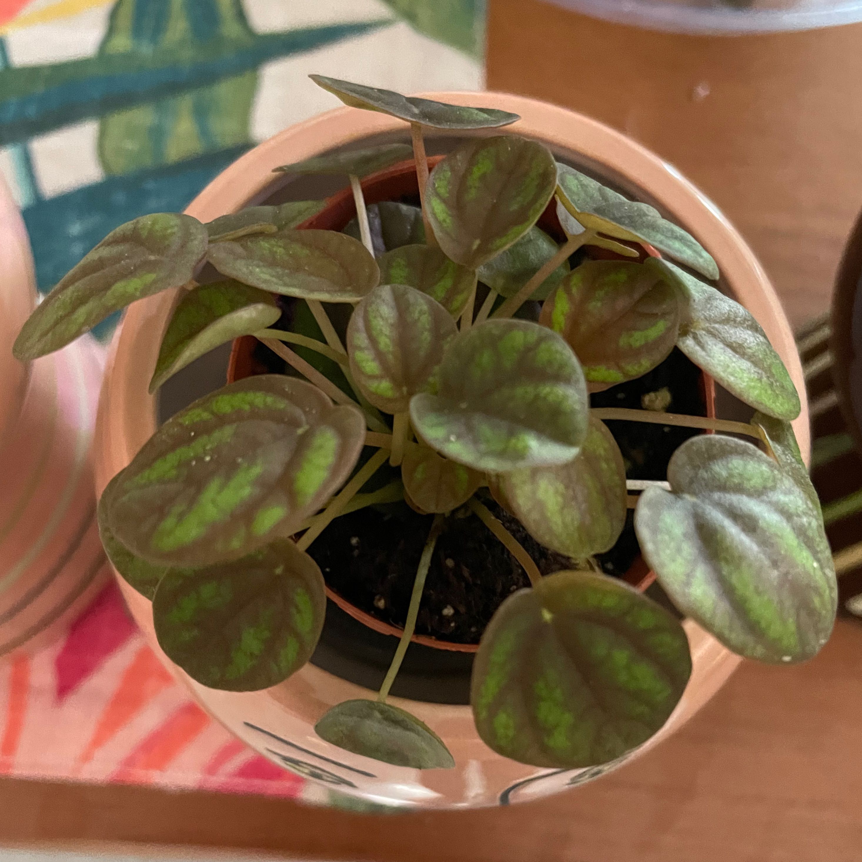 Healthy Piccolo Banda plant with patterned green leaves in a pot.