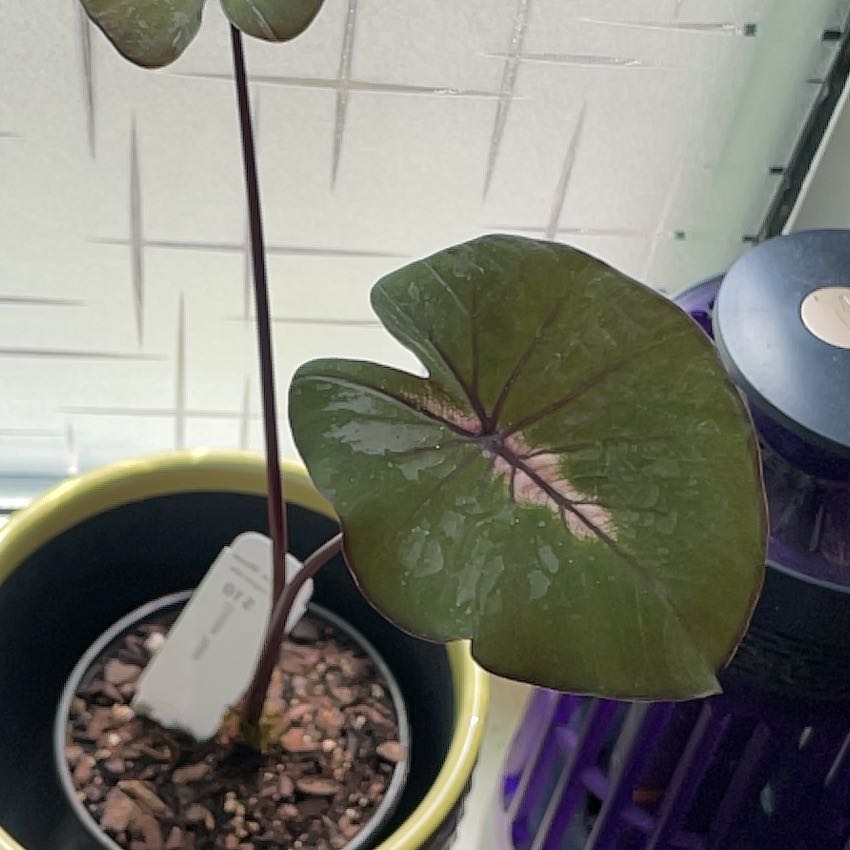Photo of the plant species Waikiki by @JennywithLime named Waikiki on Greg, the plant care app