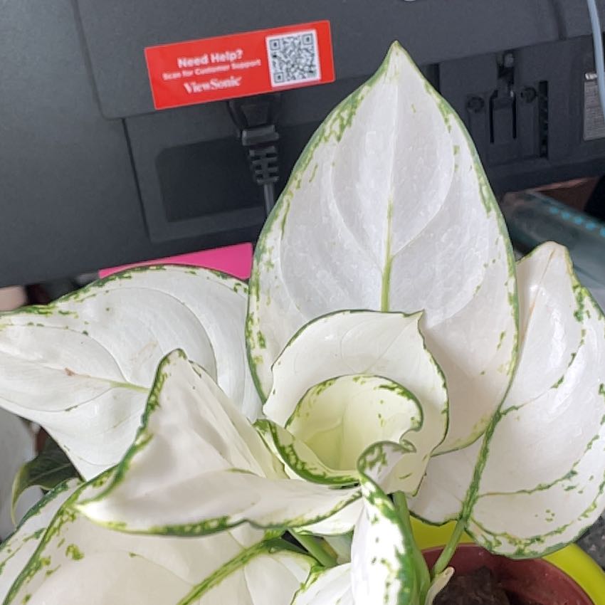 Photo of the plant species Aglaonema 'Super White' by @JennywithLime named Ulysses S Plant on Greg, the plant care app