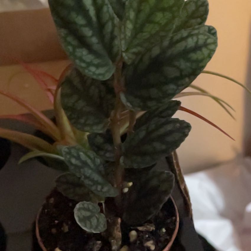 Photo of the plant species Satin Pulchra by @JennywithLime named Pelliona pulchra e on Greg, the plant care app