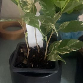Photo of the plant species El Dorado Weeping Fig by @JennywithLime named El Dorado on Greg, the plant care app