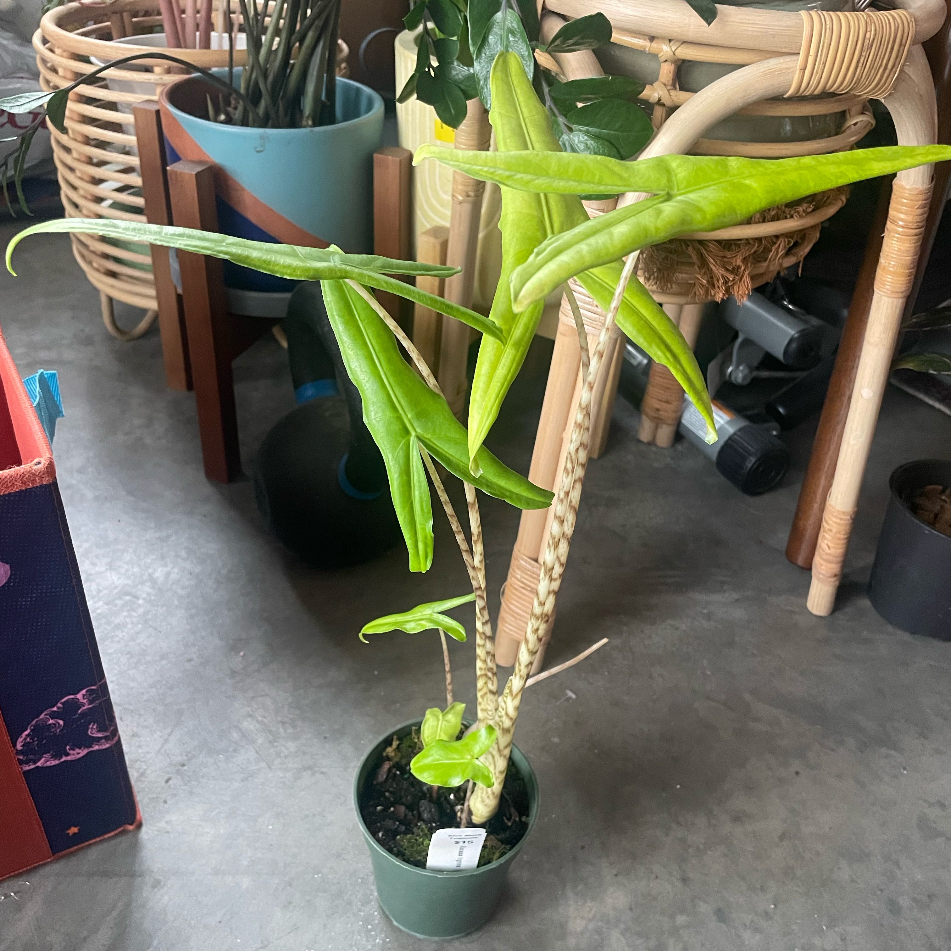 Photo of the plant species Alocasia Tigrina by @JennywithLime named Tigrina on Greg, the plant care app