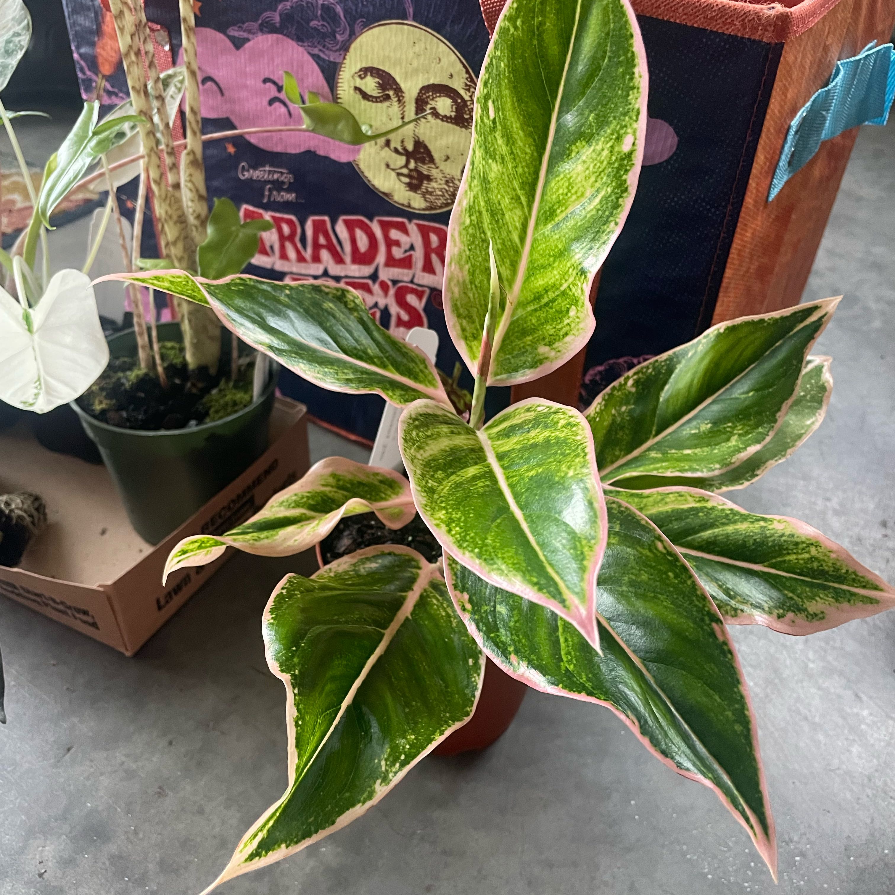 Photo of the plant species Chinese Evergreen 'Pink Siam' by @JennywithLime named Aurora on Greg, the plant care app