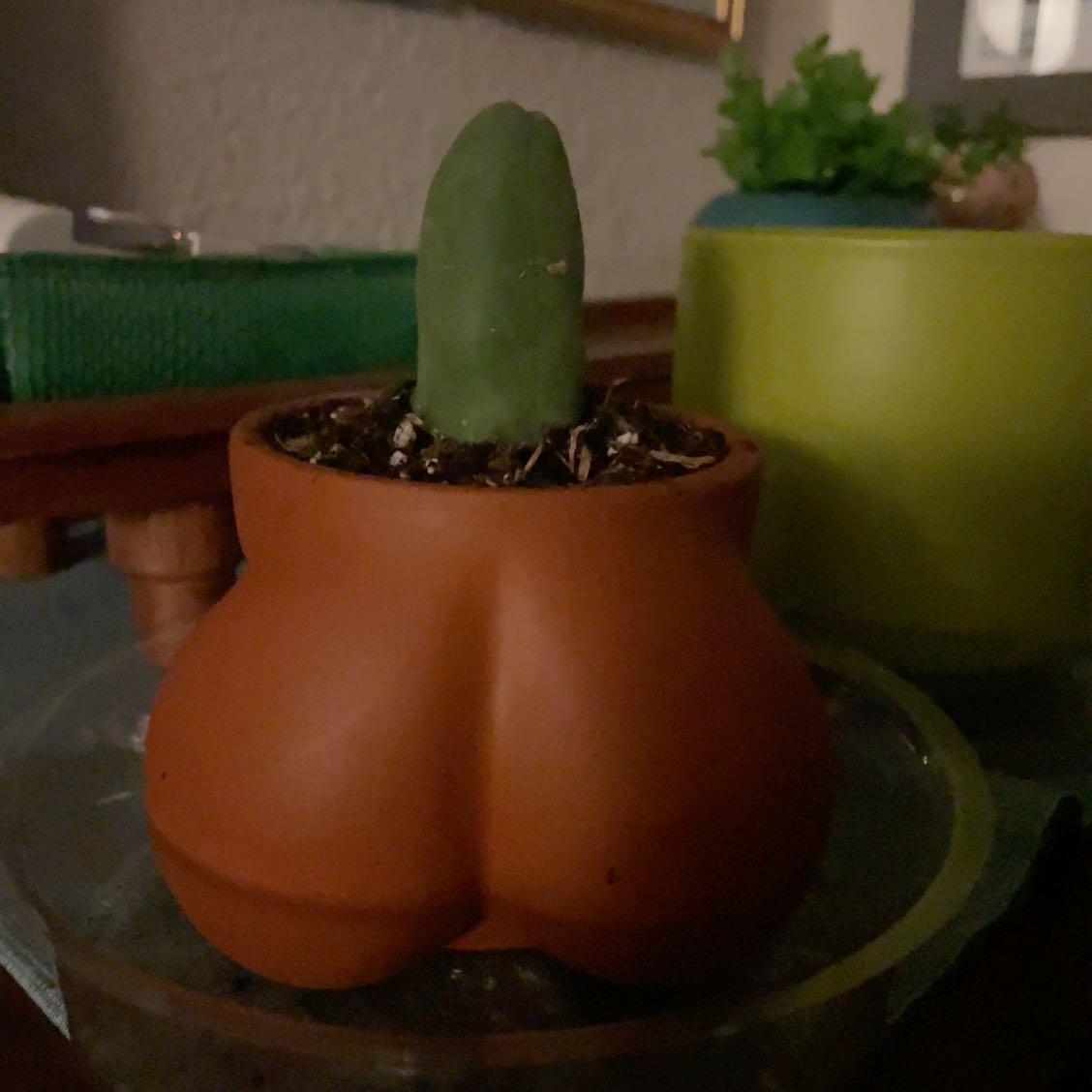 Photo of the plant species Penis cactus by @JennywithLime named Richard on Greg, the plant care app