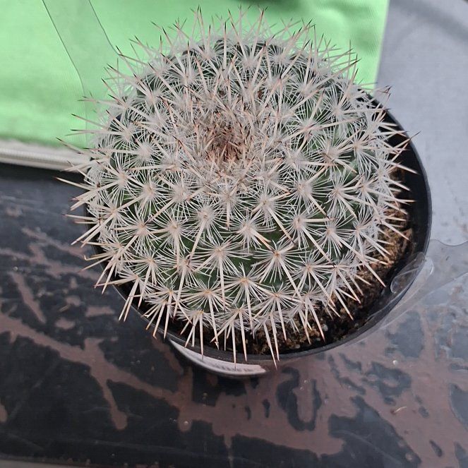 Photo of the plant species Mammillaria albilanata by @ObservantMoss50 named Lola on Greg, the plant care app