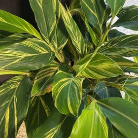 Photo of the plant species Variegated Shell Ginger by @QuirkyTule33 named Rainier on Greg, the plant care app