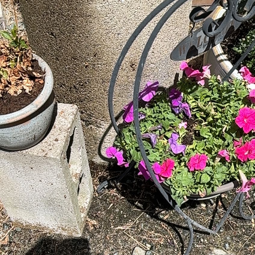 Photo of the plant species Million Bells by @AcuminousComet named Plato on Greg, the plant care app
