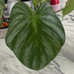 Photo of the plant species Philodendron plowmanii by @OodlesChia94 named Duke on Greg, the plant care app