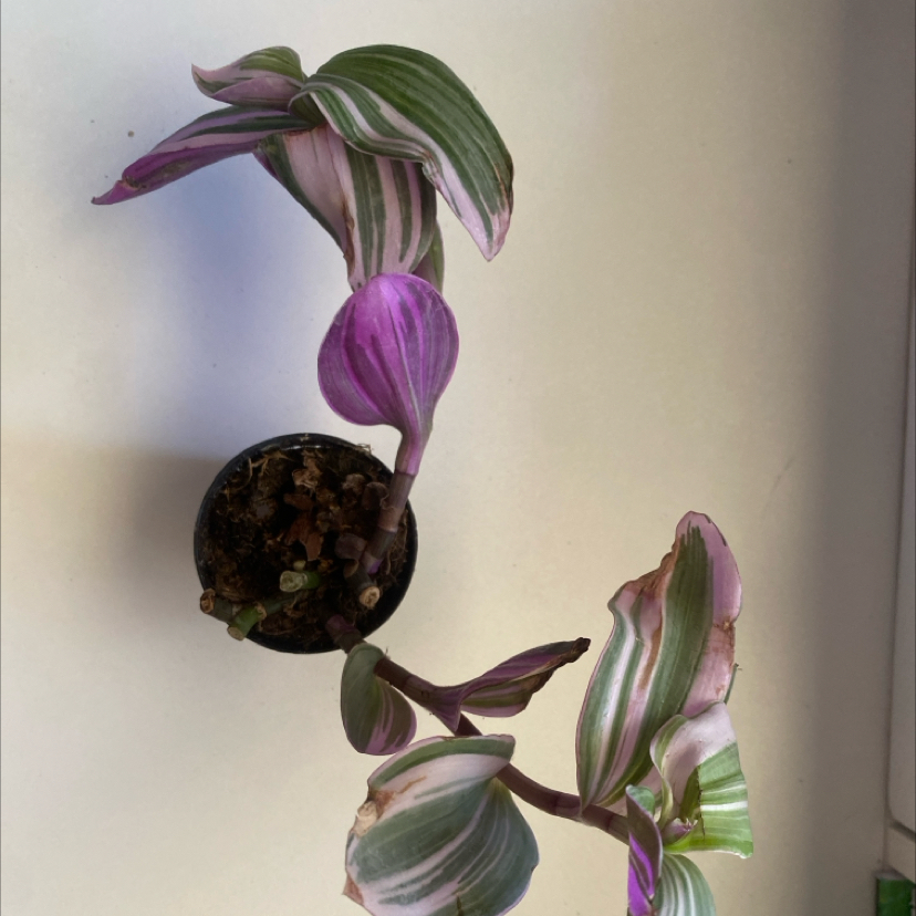 Photo of the plant species Wandering Dude 'Burgundy' by @mati named Mollie on Greg, the plant care app