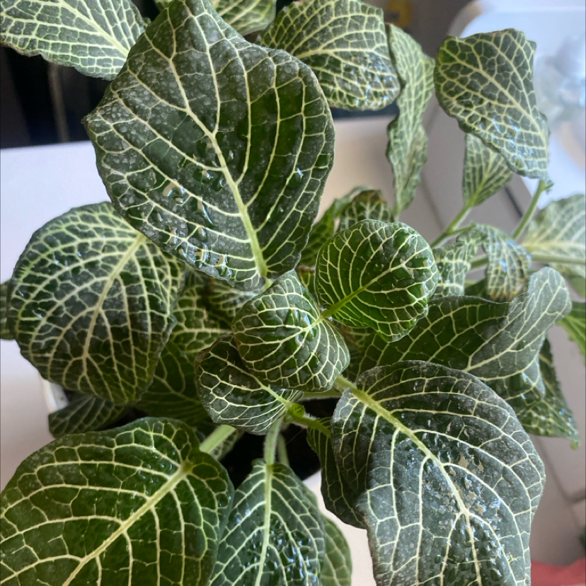 Photo of the plant species White Anne Nerve Plant by @mati named Fiona on Greg, the plant care app