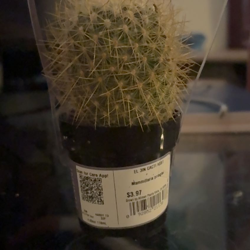 Photo of the plant species Mammillaria pringlei by @SolidlyRedlog44 named Georgina on Greg, the plant care app