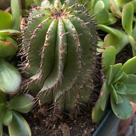 Photo of the plant species Mexican Giant Cactus by @NeatAgave38 named Harmony on Greg, the plant care app