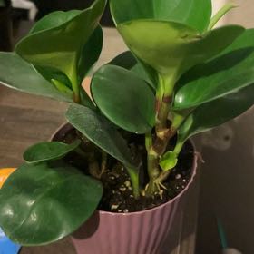 Photo of the plant species Golden Gate Peperomia by @NeatAgave38 named Nemo on Greg, the plant care app