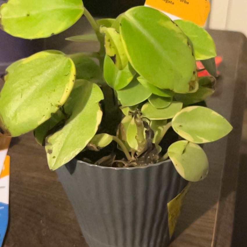 Photo of the plant species Variegated Teardrop Peperomia by @NeatAgave38 named Stella on Greg, the plant care app