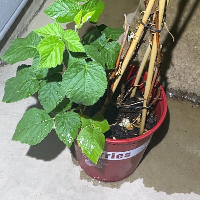 Photo of the plant species European Red Raspberry by @NeatAgave38 named Dax on Greg, the plant care app