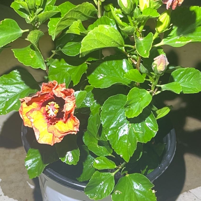 Photo of the plant species Hollywood Hibiscus 'Hot Shot' by @NeatAgave38 named Harry on Greg, the plant care app