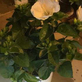 Photo of the plant species Hollywood Hibiscus 'Earth Angel' by @NeatAgave38 named ChloroPhil on Greg, the plant care app