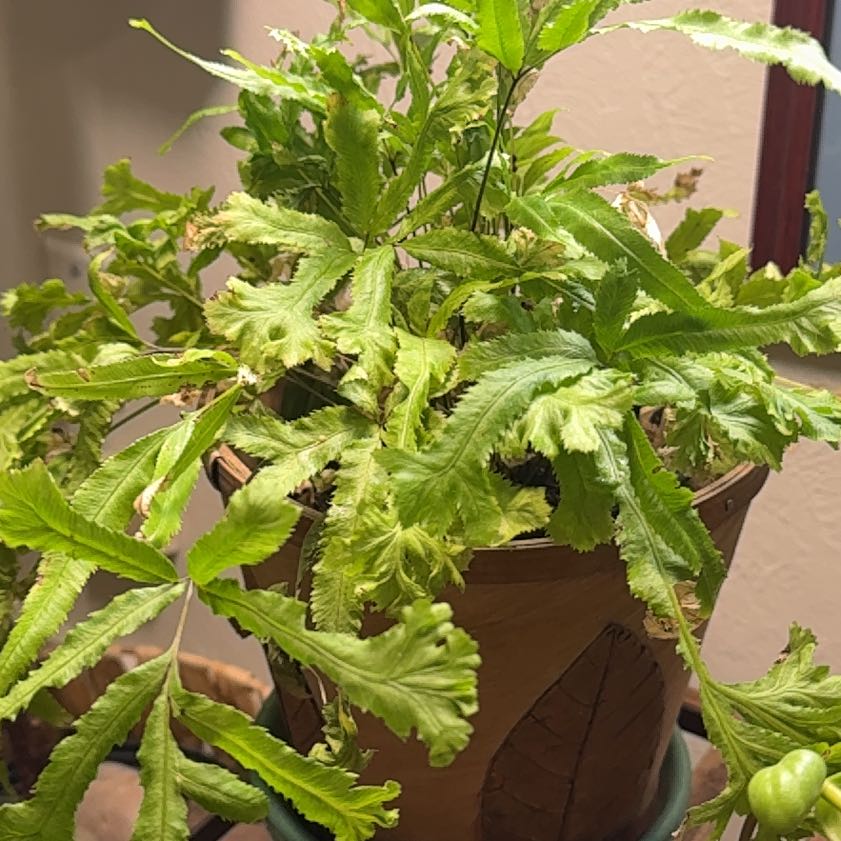 Photo of the plant species Cretan Brake by @BeefyBroom68 named Luna on Greg, the plant care app