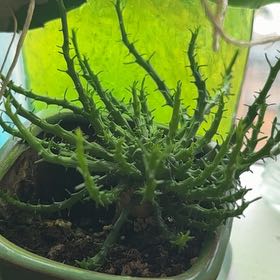 Photo of the plant species Medusa's Head by @BeefyBroom68 named Bigleef Smalls on Greg, the plant care app