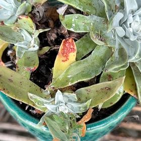 Photo of the plant species Sealettuce by @BeefyBroom68 named Dude on Greg, the plant care app